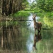 Srnec lesný, European roe deer (Capreolus capreolus)