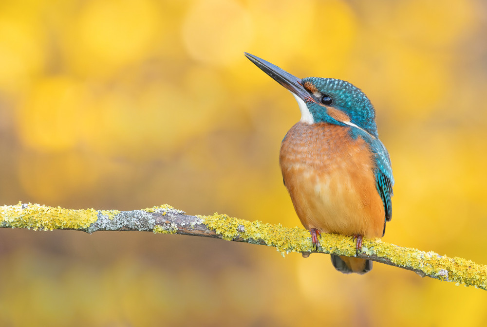 Rybárik riečny ( Alcedo atthis)