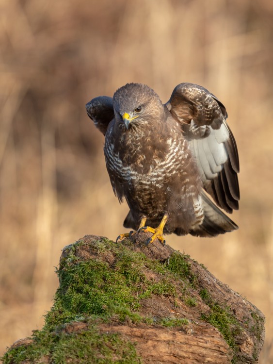 myšiak hôrny, The common buzzard (Buteo buteo)