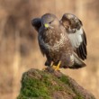 myšiak hôrny, The common buzzard (Buteo buteo)