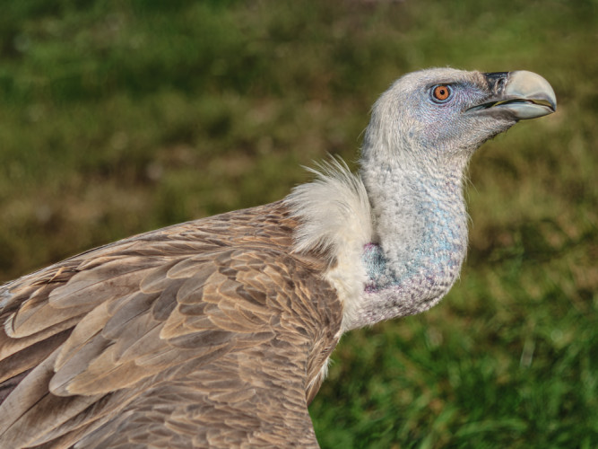 Sup bielohlavý (Gyps fulvus)