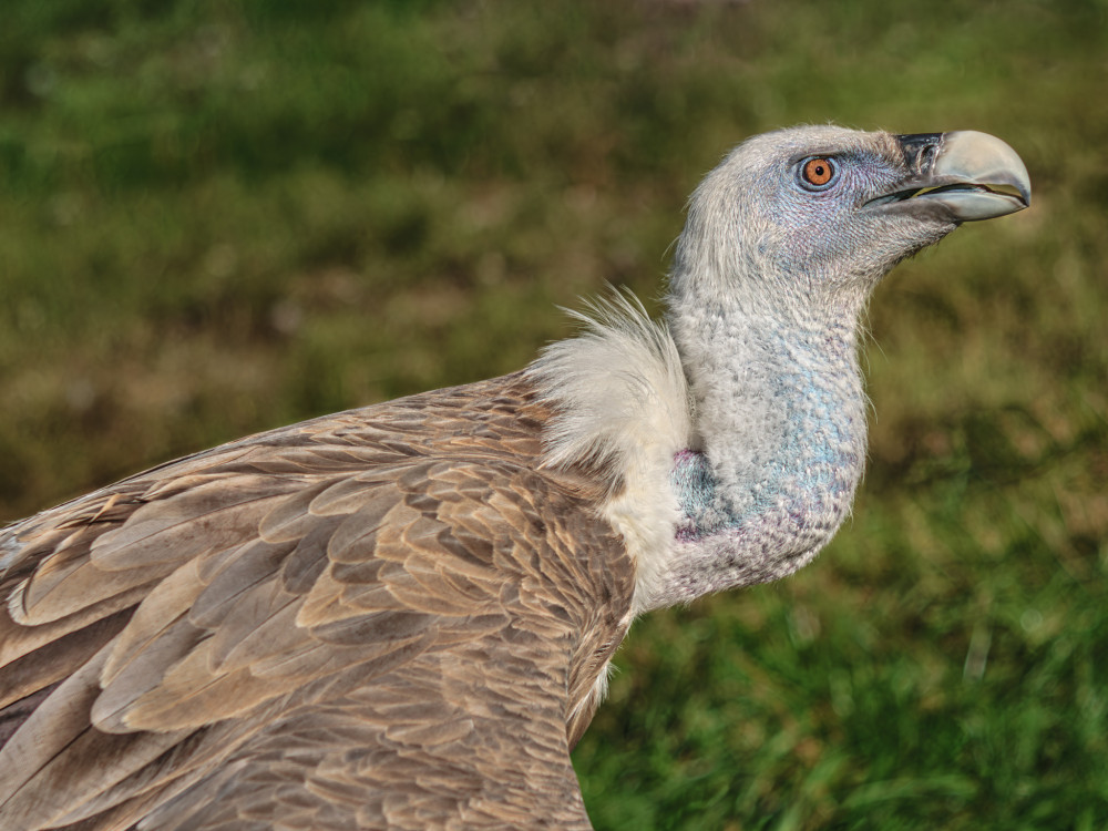 Sup bielohlavý (Gyps fulvus)