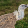Sup bielohlavý (Gyps fulvus)