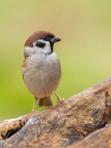 vrabec poľný (Passer montanus)