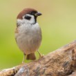 vrabec poľný (Passer montanus)