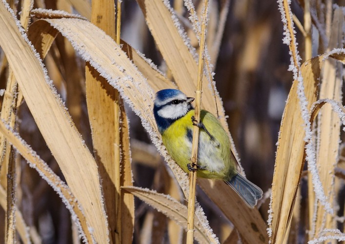 Sýkorka belasá (Parus caeruleus) 2