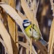 Sýkorka belasá (Parus caeruleus) 2