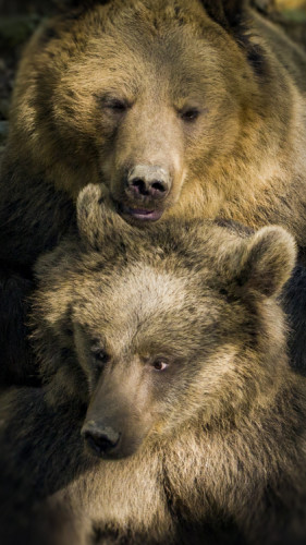 Medvedí kamaráti