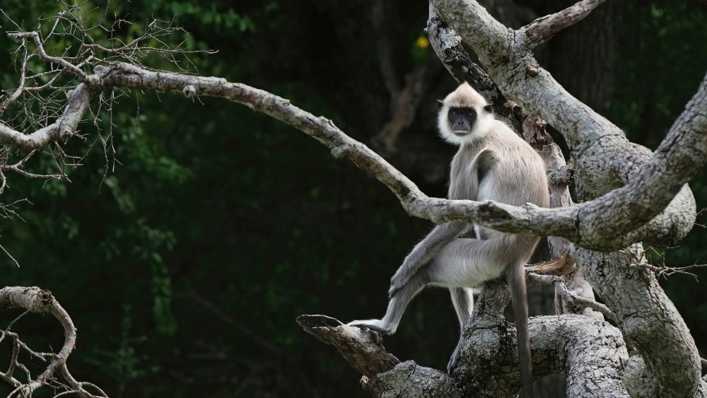 Langur sivý ( Semnopithecus priam), NP Yala, Srí Lanka