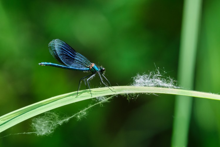 Hadovka obyčajná (Calopteryx virgo)