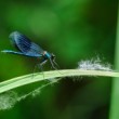 Hadovka obyčajná (Calopteryx virgo)