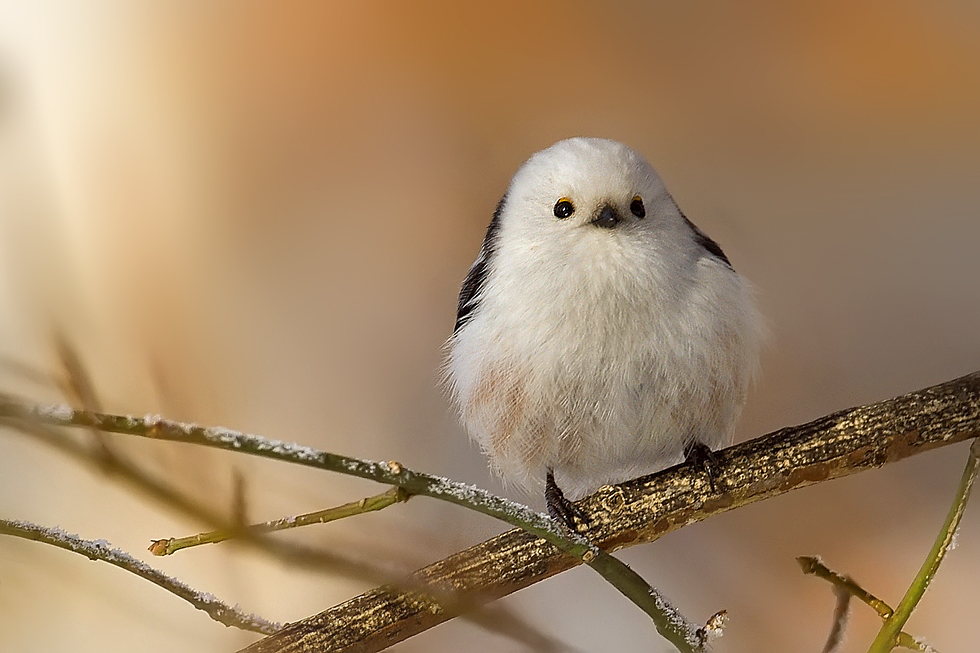 Mlynařík dlouhoocasý (Aegithalos caudatus)