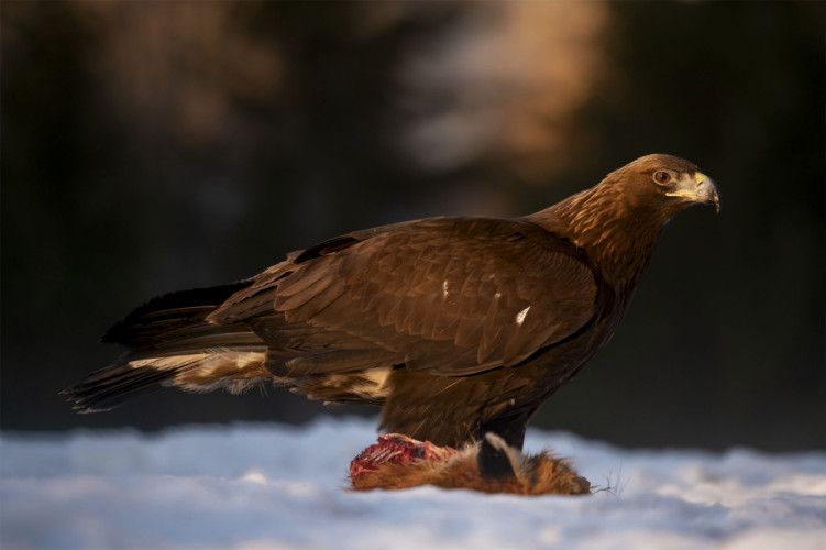 Orol skalný - Aquila chrysaetos