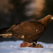 Orol skalný - Aquila chrysaetos