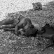 Siesta 2
