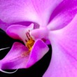 orchidea