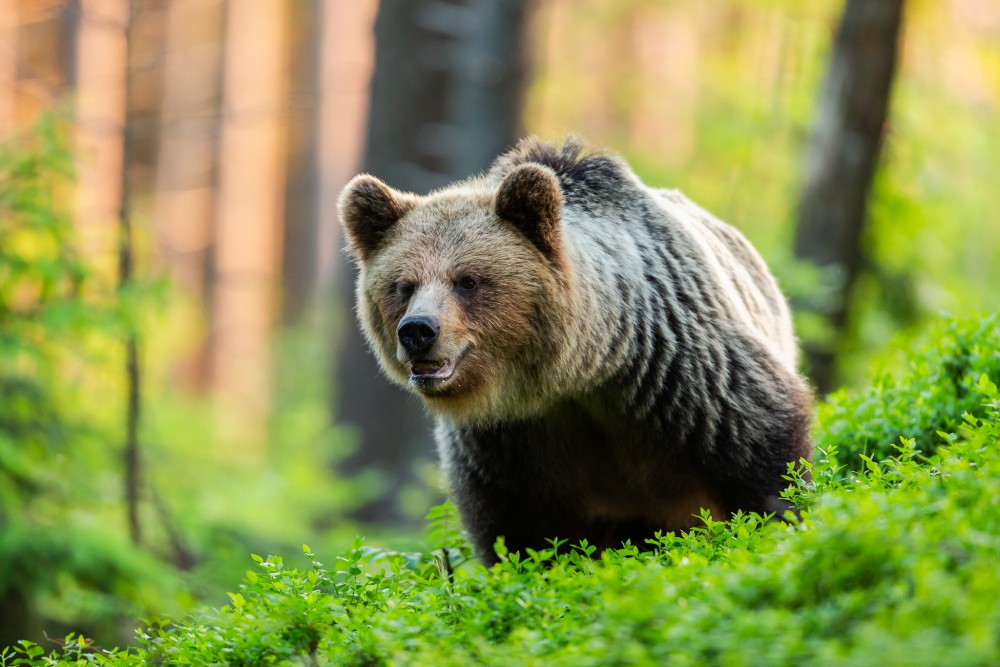 Medveď hnedý (Ursus arctos)