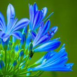 Agapanthus