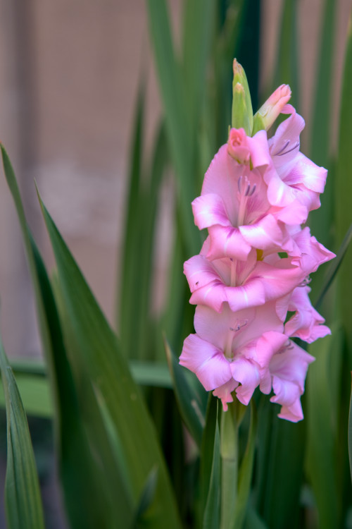 Gladiola