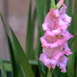 Gladiola