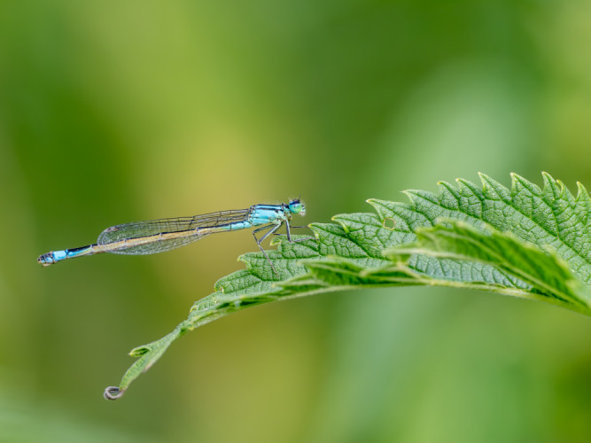 šidielko obyčajné (Coenagrion puella)