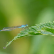 šidielko obyčajné (Coenagrion puella)