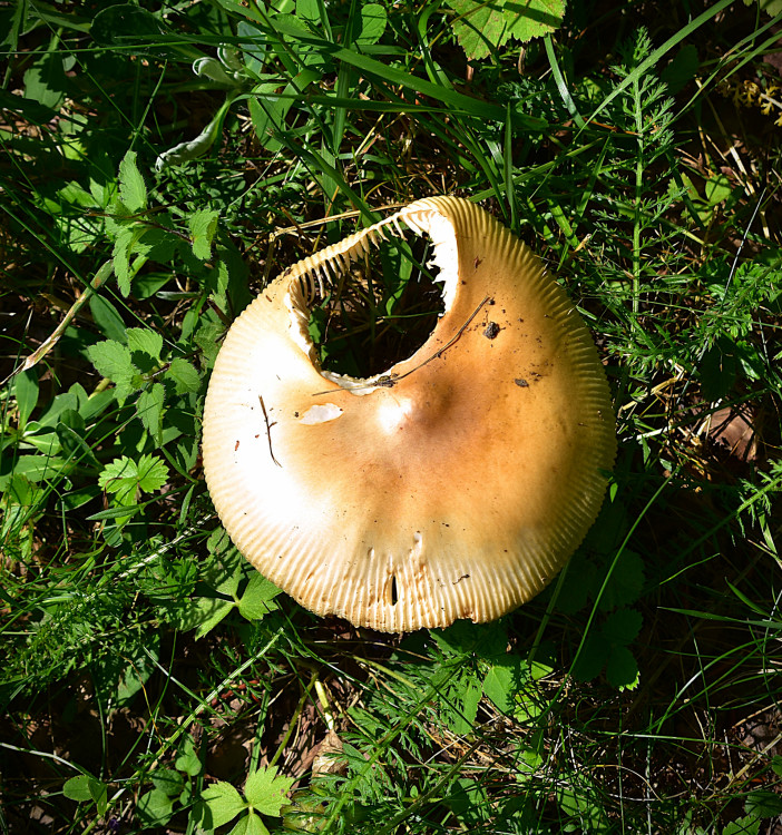 Děravý klobouk