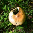 Děravý klobouk