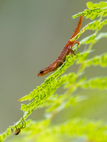 Mlok močiarny. The smooth newt (Lissotriton vulgari)