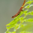Mlok močiarny. The smooth newt (Lissotriton vulgari)