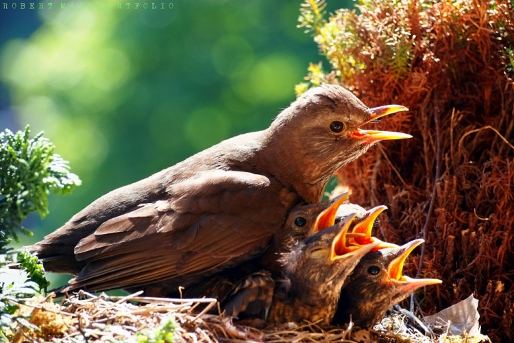 Drozd čierny (Turdus merula)