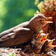 Drozd čierny (Turdus merula)