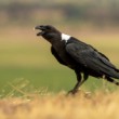 Krkavec bělokrký (Corvus albicollis)