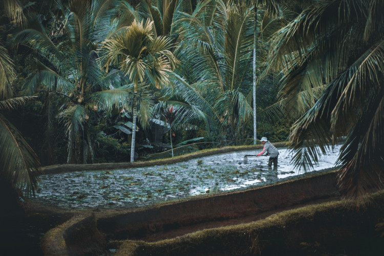 Bali