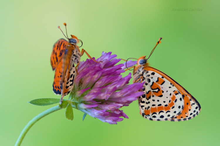 Melitaea didyma (Samec + samica)