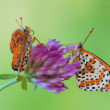 Melitaea didyma (Samec + samica)