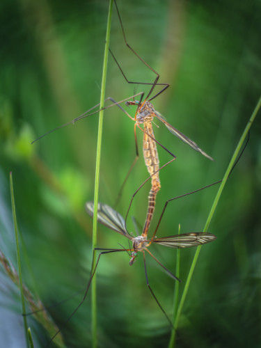 Tipuľa bahenná (Tipula paludosa)
