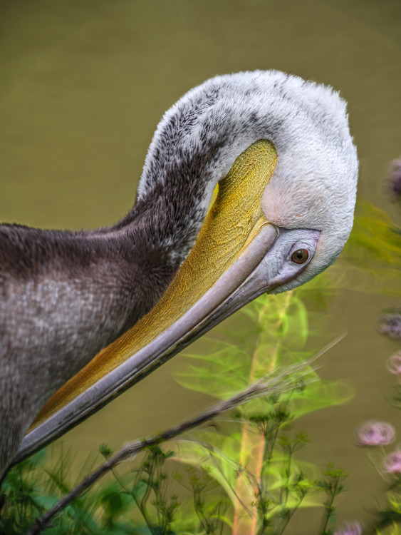 Pelikán hnedý (Pelecanus occidentalis)