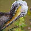Pelikán hnedý (Pelecanus occidentalis)