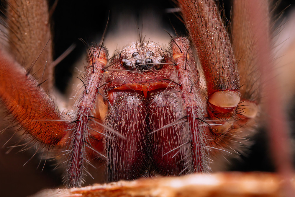 Tegenaria domestica