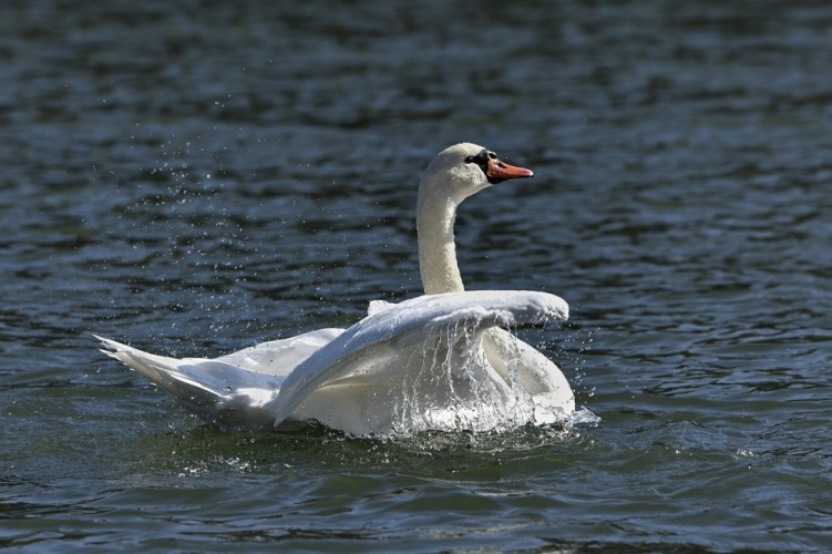 Cygnus olor