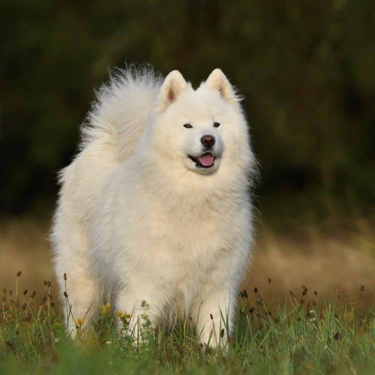 Angie - samojed