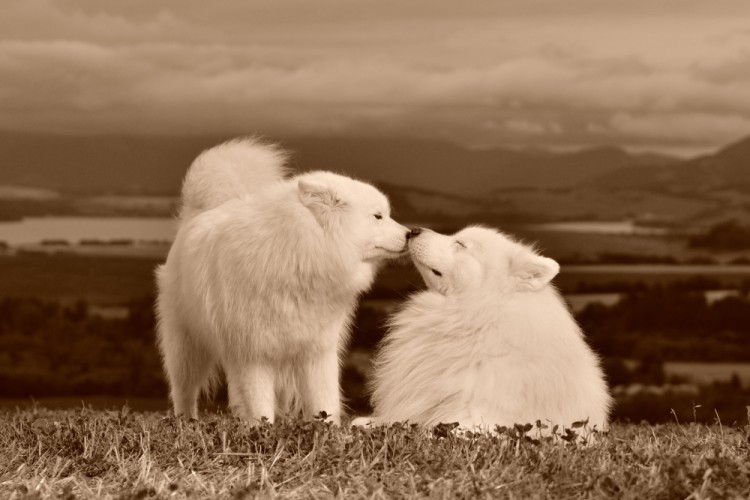 Retro samojed IV