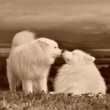 Retro samojed IV