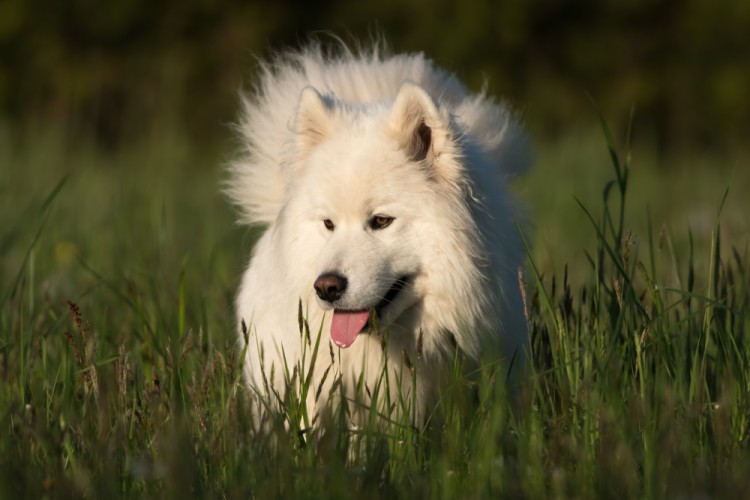 Samojed - Varvara