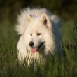 Samojed - Varvara