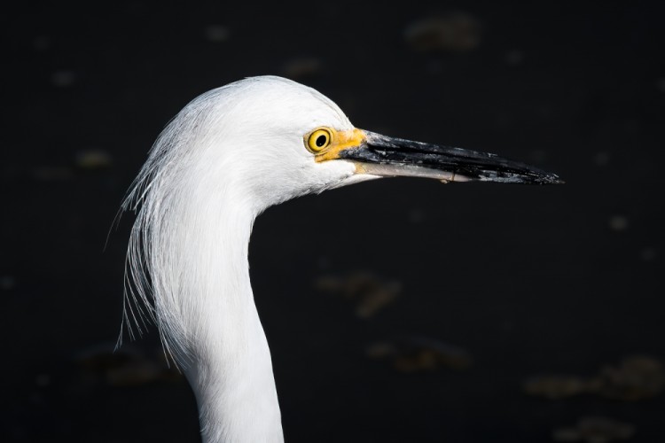 Volavka žltoprstá (Egretta thula)