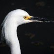 Volavka žltoprstá (Egretta thula)