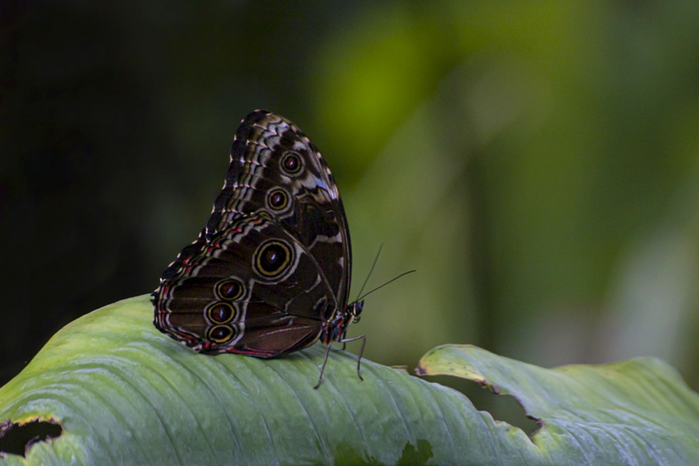 Morpho peleides