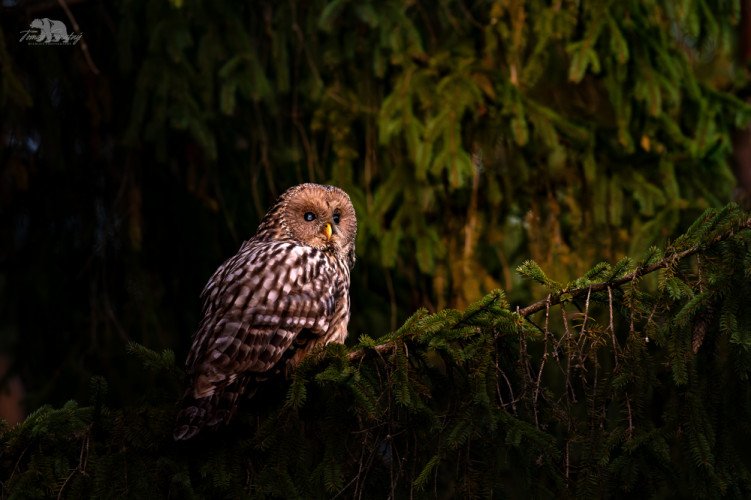 V zapadajúcom slnku